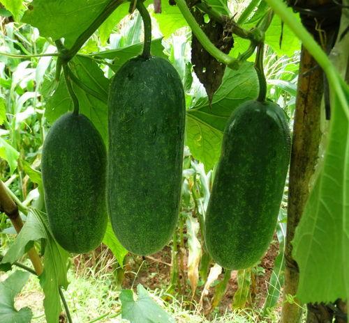 吃瓜与种瓜,揭秘瓜果产业的甜蜜奥秘